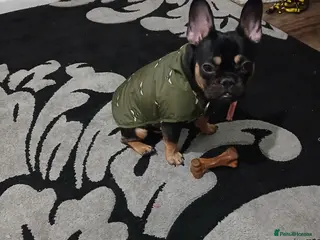 French Bulldog dogs Girls frencbulldog - Advert 2