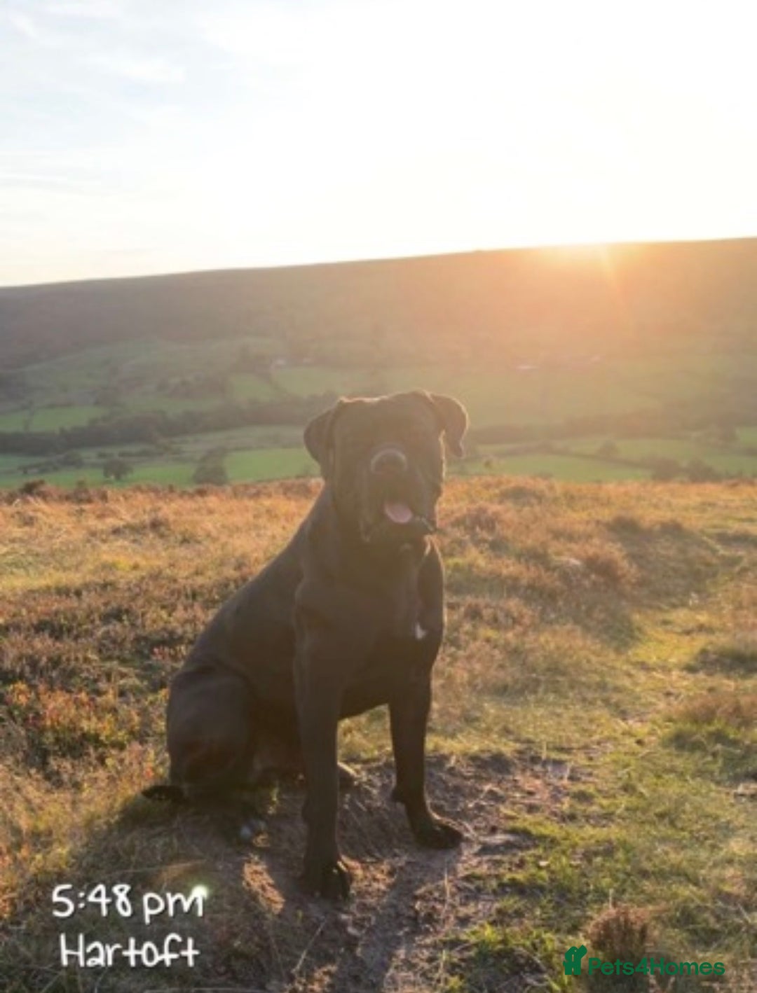 Cane Corso dogs for sale: Cane Corso - Advert 3