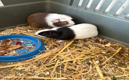 Guinea Pig rodents for sale: Male and female guinea pigs for sale  - Image 5