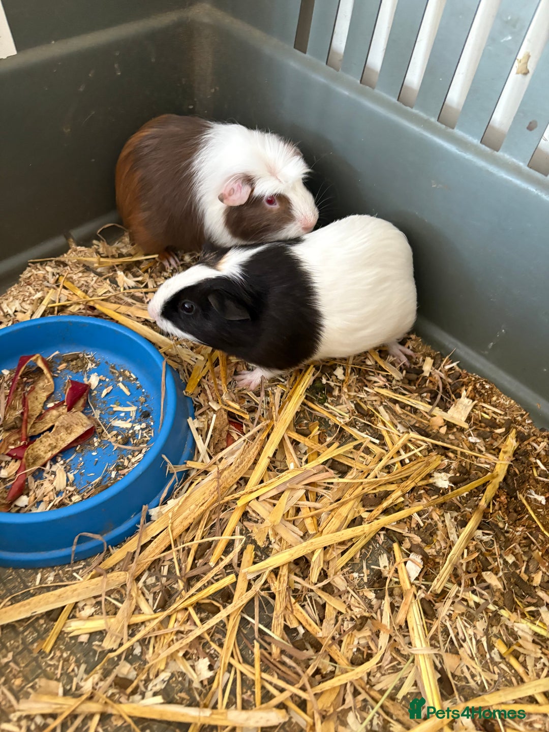 Guinea Pig rodents for sale: Male and female guinea pigs for sale  - Image 5