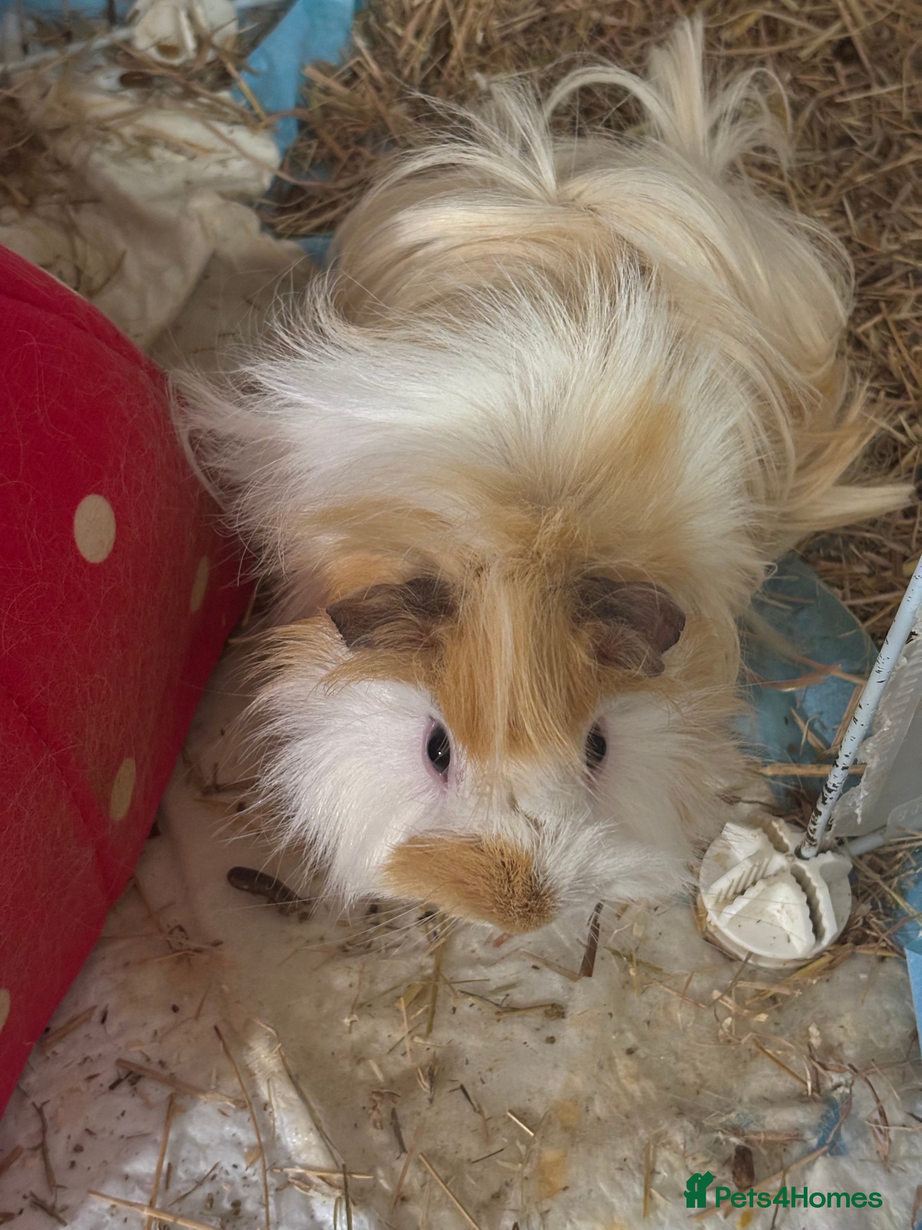 Guinea Pig rodents Super cute Long hair Guinea pigs - Advert 2