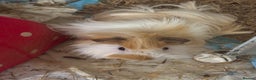 Guinea Pig rodents for sale: Super cute Long hair Guinea pigs - Advert 1