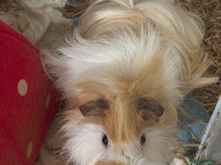 Guinea Pig rodents Super cute Long hair Guinea pigs - Advert 15