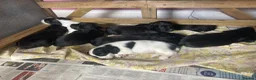 Sprocker dogs for sale: 8 beautiful healthy friendly little Sprocker pups - Advert 10