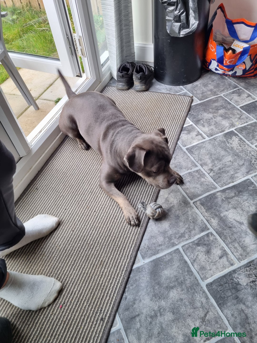 Staffordshire Bull Terrier dogs for sale: Holly - Advert 3