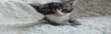 Tabby Male