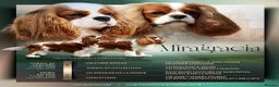 Cavalier King Charles Spaniel dogs for sale: Gorgeous KC Cavaliers from Health Tested Parents  - Advert 1