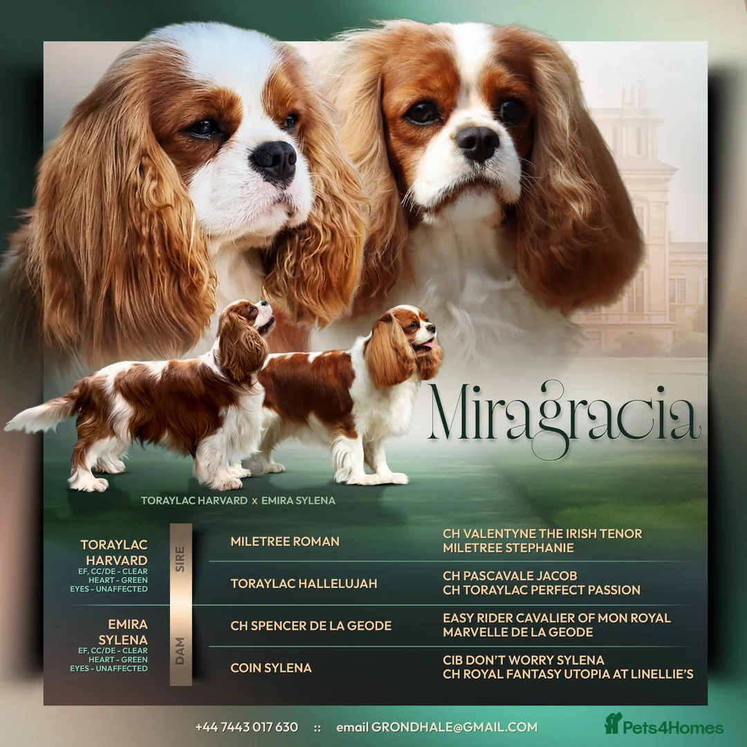 Cavalier King Charles Spaniel dogs for sale: Gorgeous KC Cavaliers from Health Tested Parents  - Advert 1