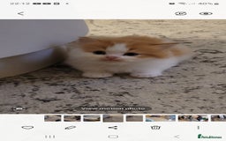 Persian cats for sale: 5 Gorgeous Persian Kittens up for sale! - Image 5