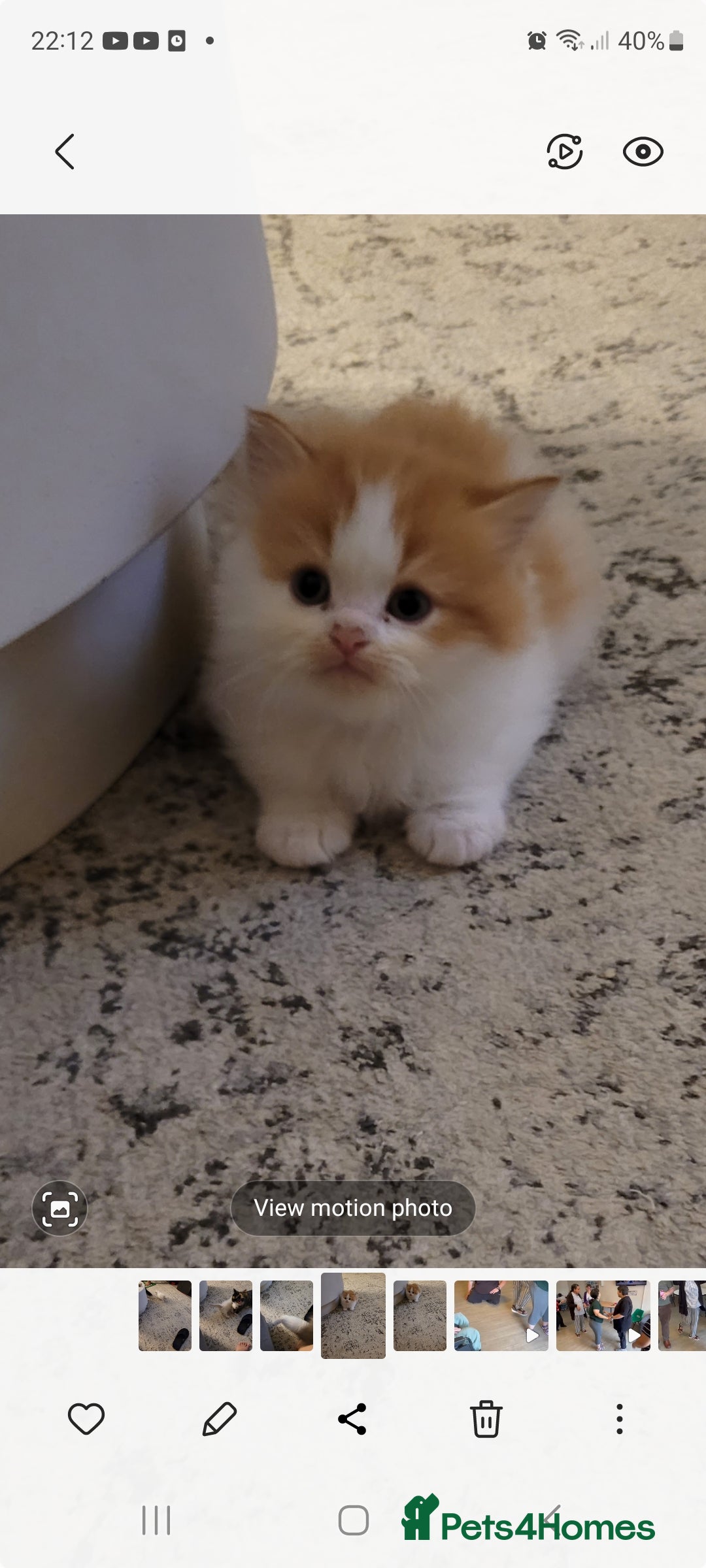 Persian cats for sale: 5 Gorgeous Persian Kittens up for sale! - Image 5