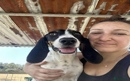 Mixed Breed cats for adoption: Lisbon - Sweetheart Dog with much love to give.  - Image 3