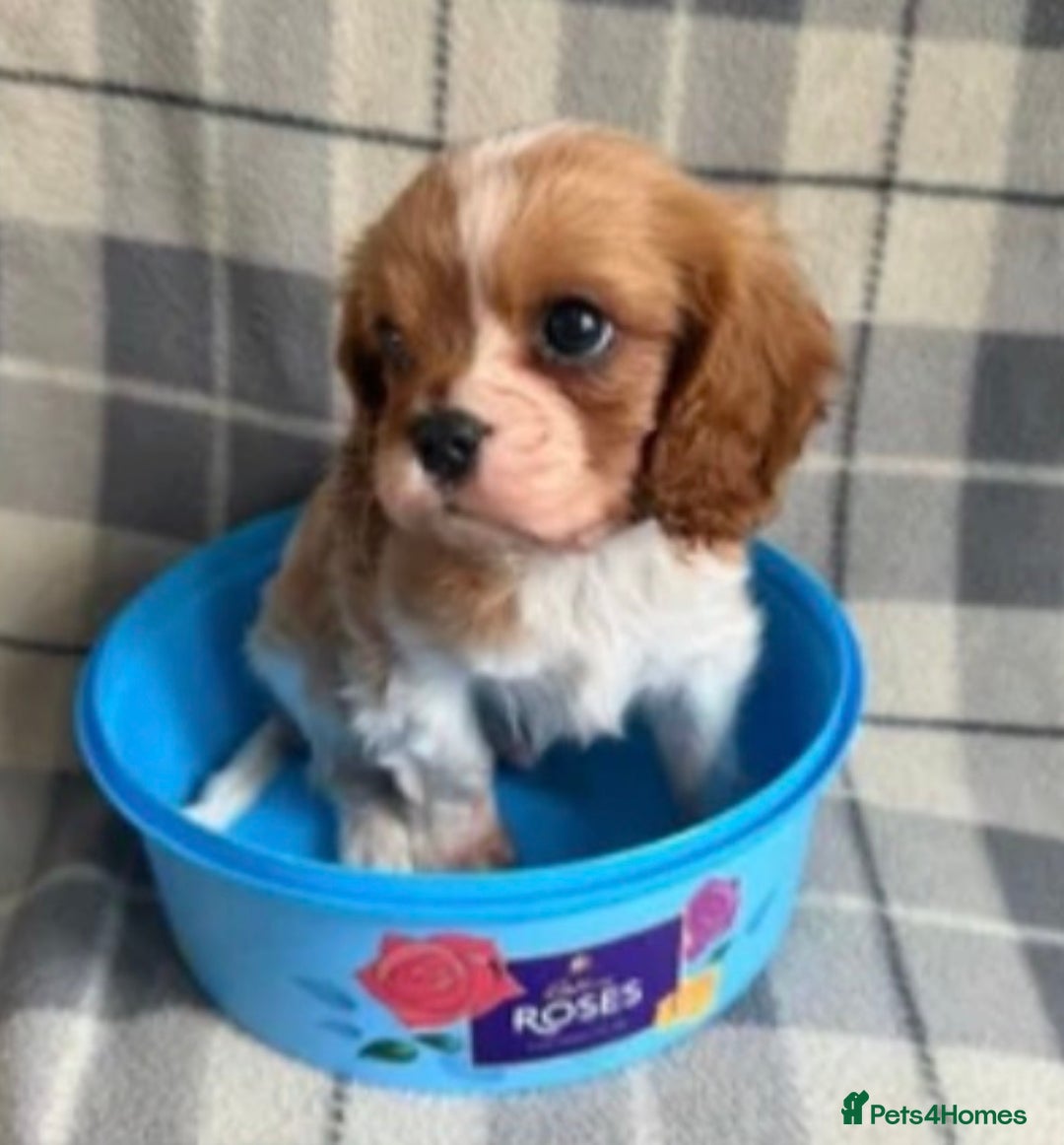 Cavalier King Charles Spaniel dogs for sale: Beautiful little boy Cavalier King Charles  - Advert 3