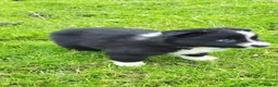Border Collie dogs for sale: Specialist Bred Border Collie Pups Merle - Advert 4