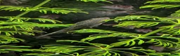 Other/Mixed Breed fish for sale: Tropical fish  - Advert 9