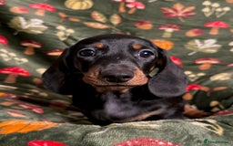 Miniature Dachshund dogs for sale: 4 adorable KC reg boys looking for forever sofas😍 - Image 2