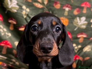 Miniature Dachshund dogs - Advert 5
