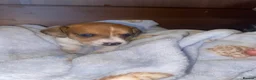 Dachshund dogs for sale: Dachshund  puppies - Advert 7