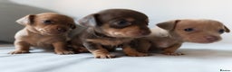 Chiweenie dogs for sale: Stunning Micro Chiweenie Litter - Smallest in UK - Advert 5