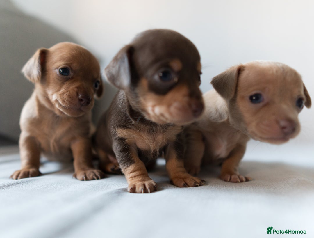 Chiweenie dogs for sale: Stunning Micro Chiweenie Litter - Smallest in UK - Advert 5