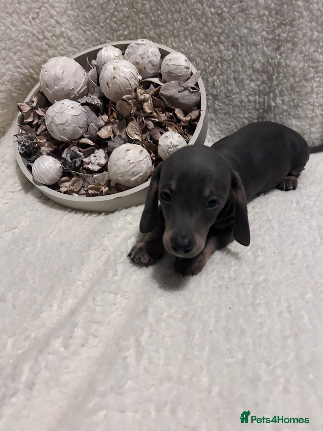 Miniature Dachshund dogs for sale: Miniature dachshunds - Advert 5