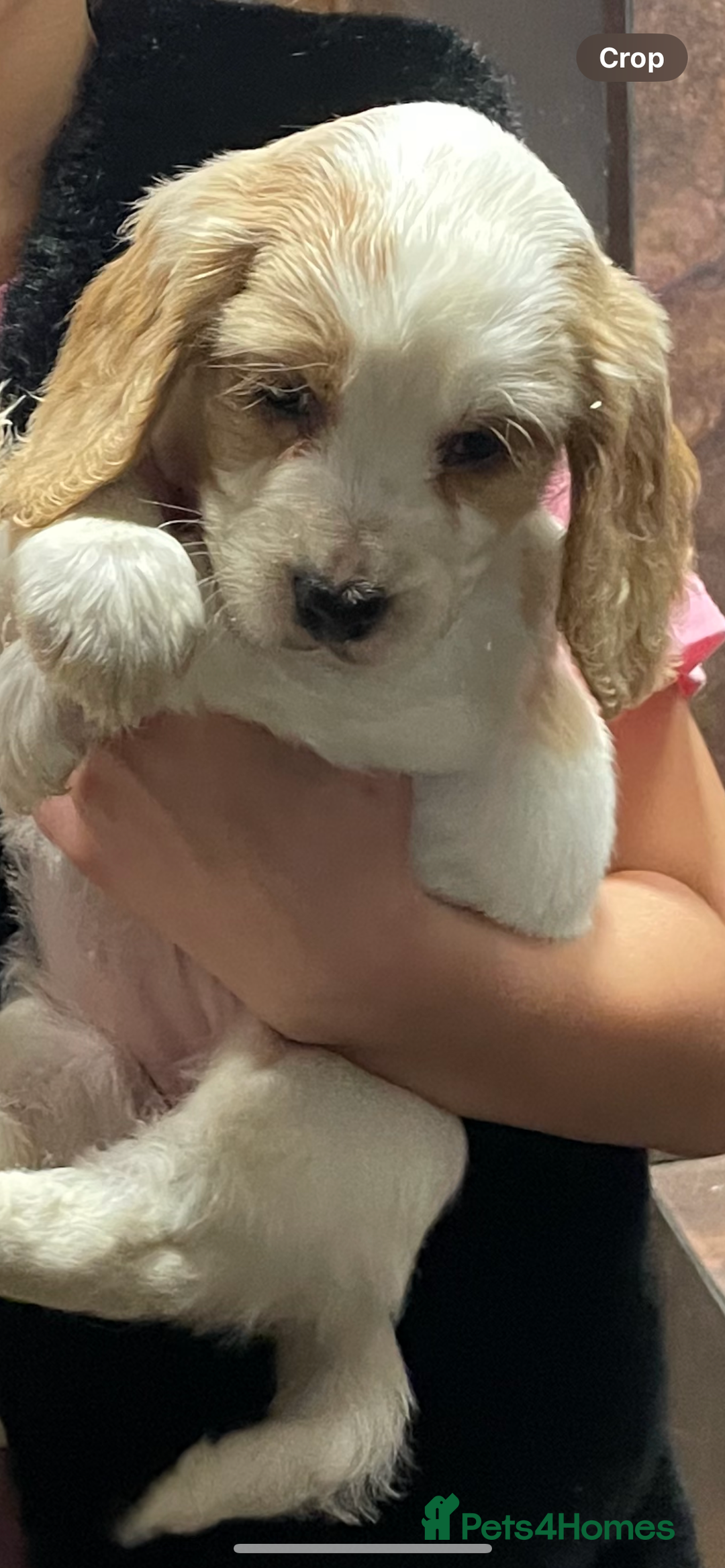 Cocker Spaniel dogs for sale: Cocker Spaniel Puppies - Advert 13