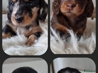 Miniature Dachshund dogs 🐾💙💖KC Reg. PRA Clear LH Mini Dachshunds💖💙🐾 - Advert 17
