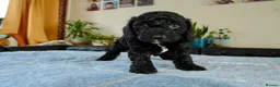 Cockapoo dogs for sale: Beautiful Cockapoo puppies for sale in Rugby - Advert 2