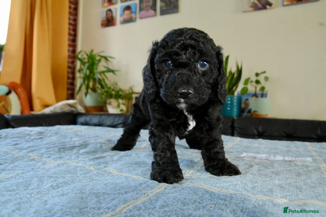 Cockapoo dogs for sale: Beautiful Cockapoo puppies for sale in Rugby - Advert 2