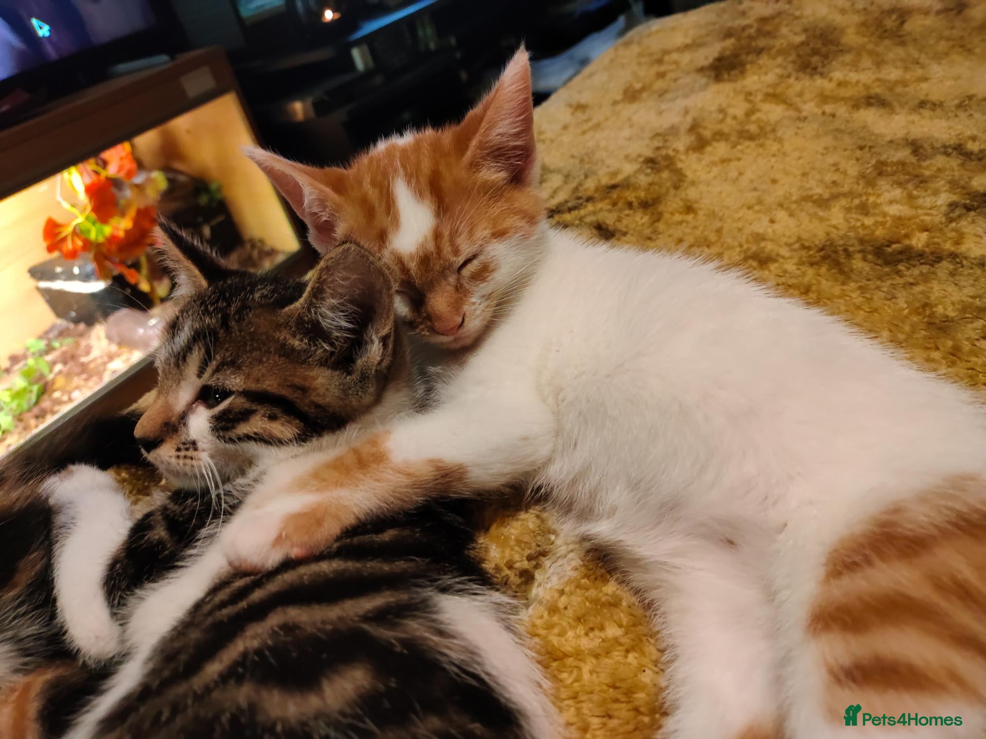 Mixed Breed cats Beautiful kittens looking for forever homes  - Advert 4