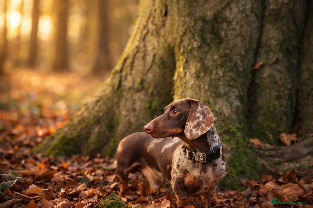 Miniature Dachshund dogs for stud: Mini Muffin pop for stud! - Advert 1