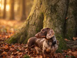 Miniature Dachshund dogs Mini Muffin pop for stud! - Advert 1