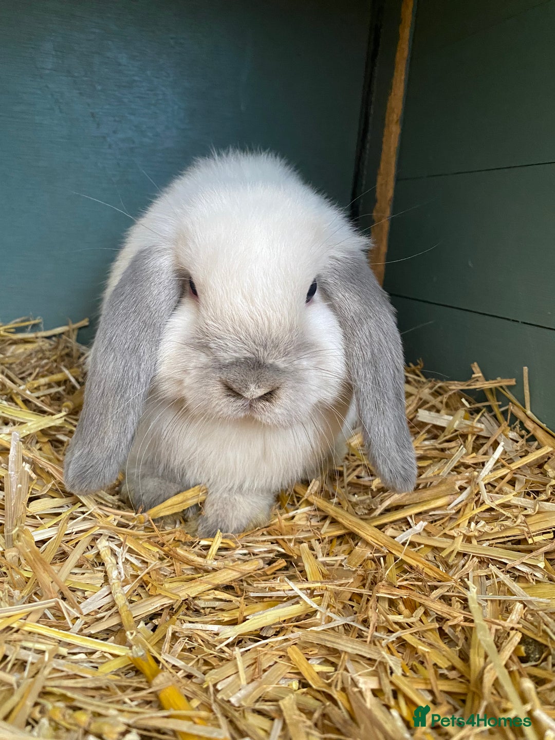 Mini Lop rabbits for sale: Female mini lops for sale  - Advert 5