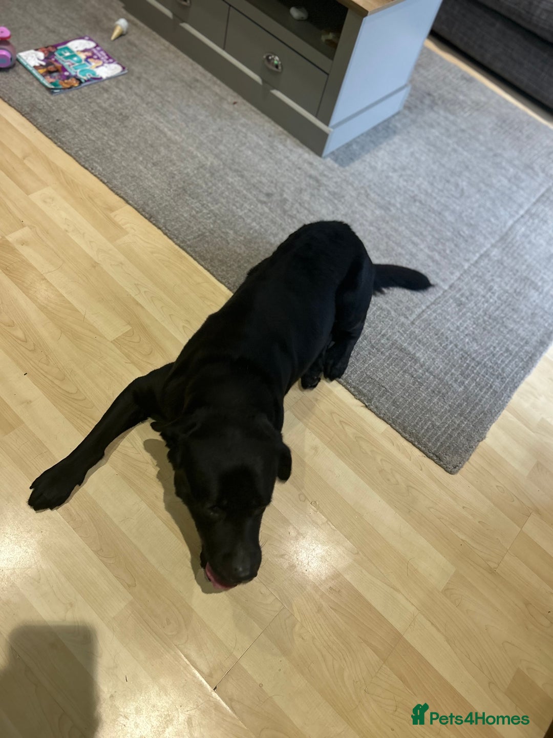 Labrador Retriever dogs for sale: Beautiful Lab - Advert 4