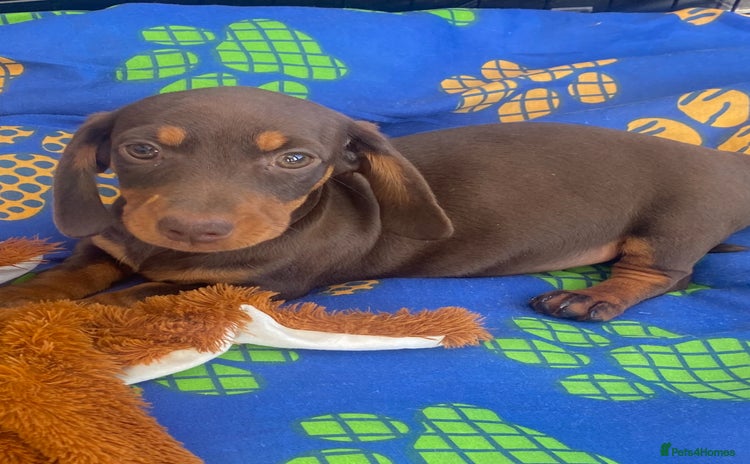 Dachshund dogs - Advert 2
