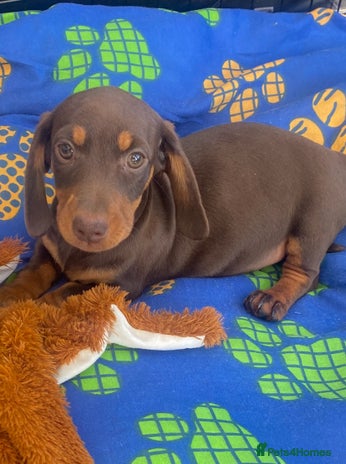 Dachshund dogs - Advert 2