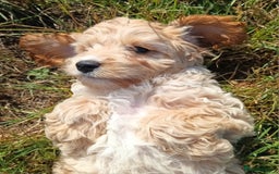 Mixed Breed dogs for sale: Cockalier-a-poo puppies;  Cockalier X Poodle - Image 1