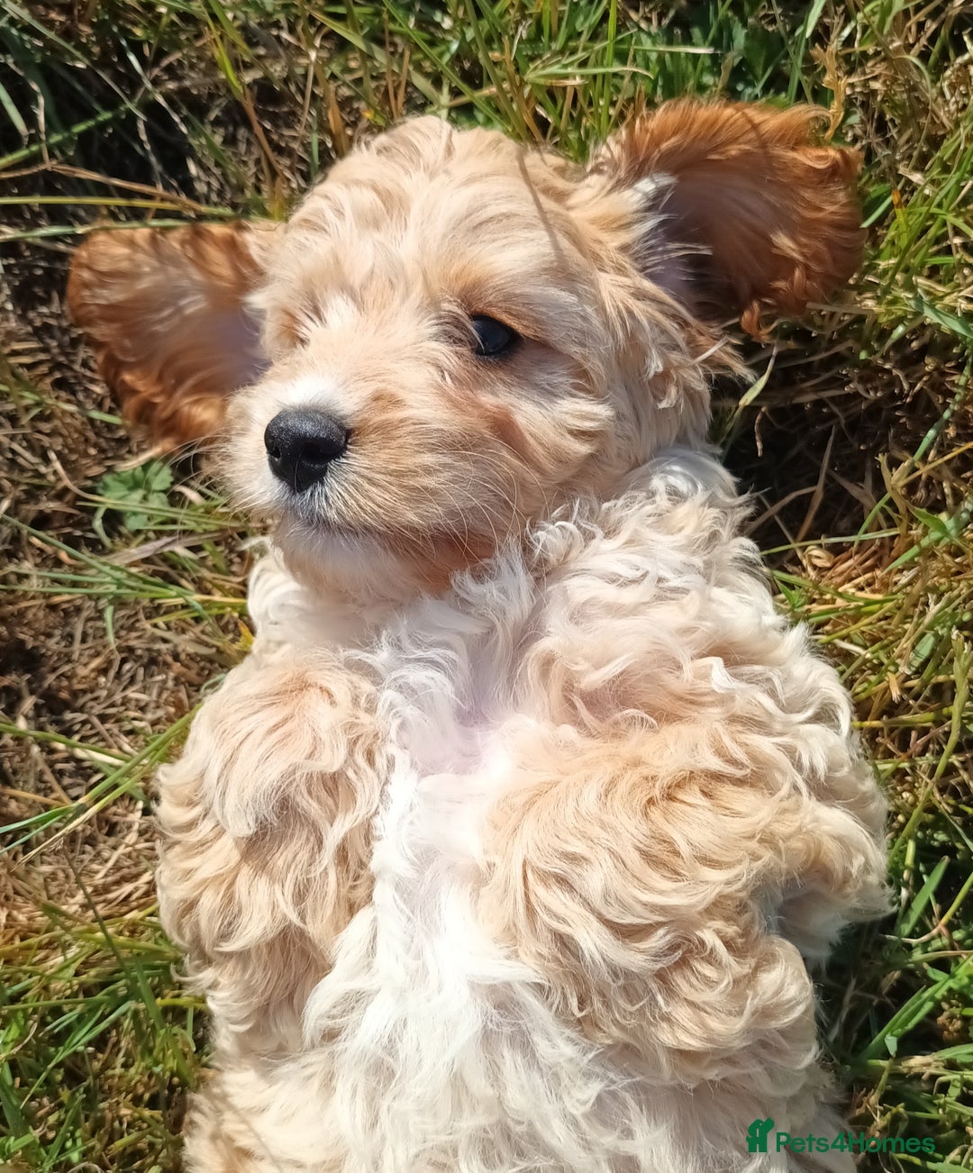 Mixed Breed dogs for sale: Cockalier-a-poo puppies;  Cockalier X Poodle - Image 1