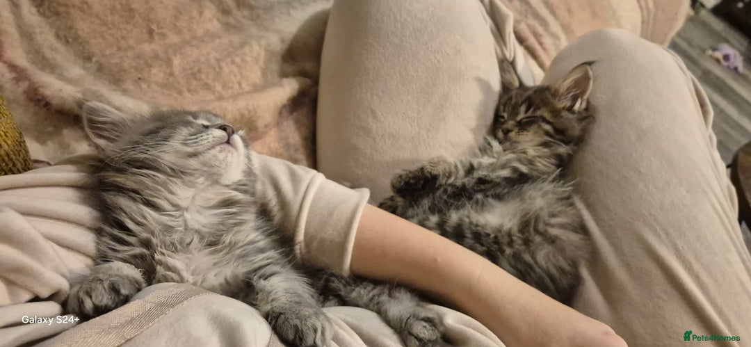 Maine Coon cats for sale: GCCF registered Pedigree Maine Coon Kittens - Advert 19