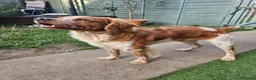 Brittany Spaniel dogs for stud: KC Registered Brittany Spaniel Available for Stud  in Andover - Advert 6