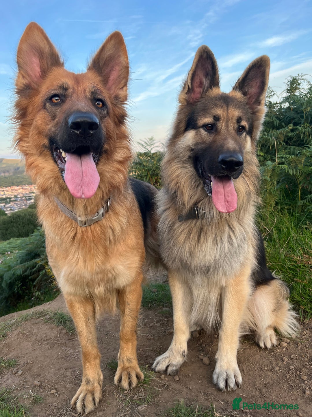 German Shepherd dogs for sale: Beautiful GSD pups - Image 27