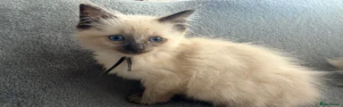 Ragdoll 2