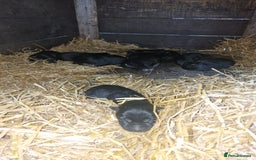 German Shepherd dogs for sale: German shepherd pups, HULL - Image 4