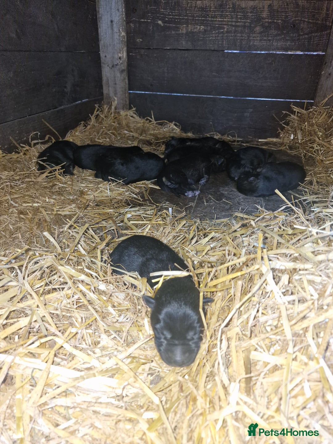 German Shepherd dogs for sale: German shepherd pups, HULL - Image 4