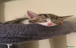 Mixed Breed cats for sale: TABBY/TORTOISESHELL/WHITE KITTENS X5 - Image 12