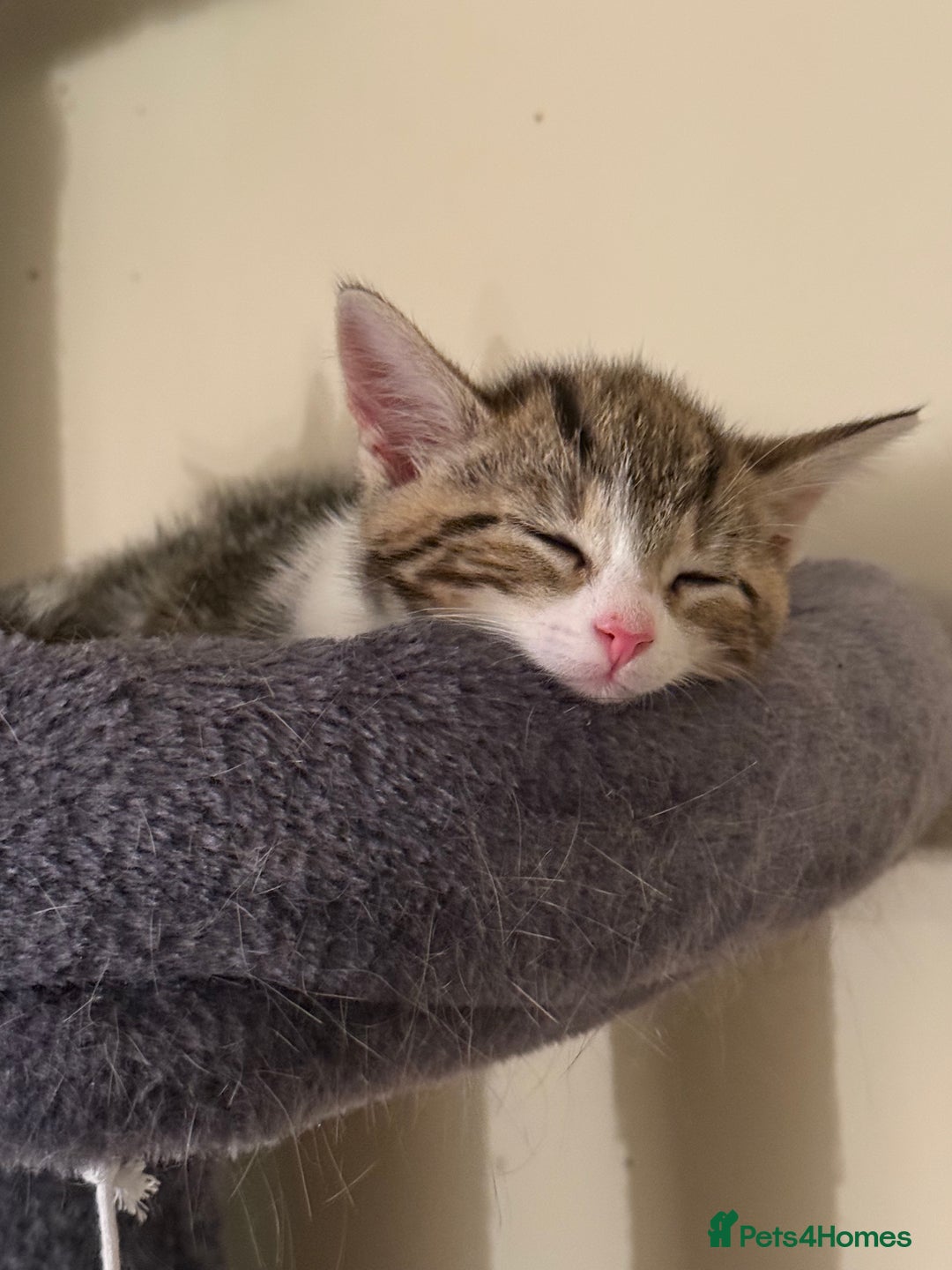Mixed Breed cats for sale: TABBY/TORTOISESHELL/WHITE KITTENS X5 - Image 12