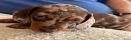 Miniature Dachshund dogs for sale: Gorgeous Litter of Miniature Dachshund Puppies - Advert 19