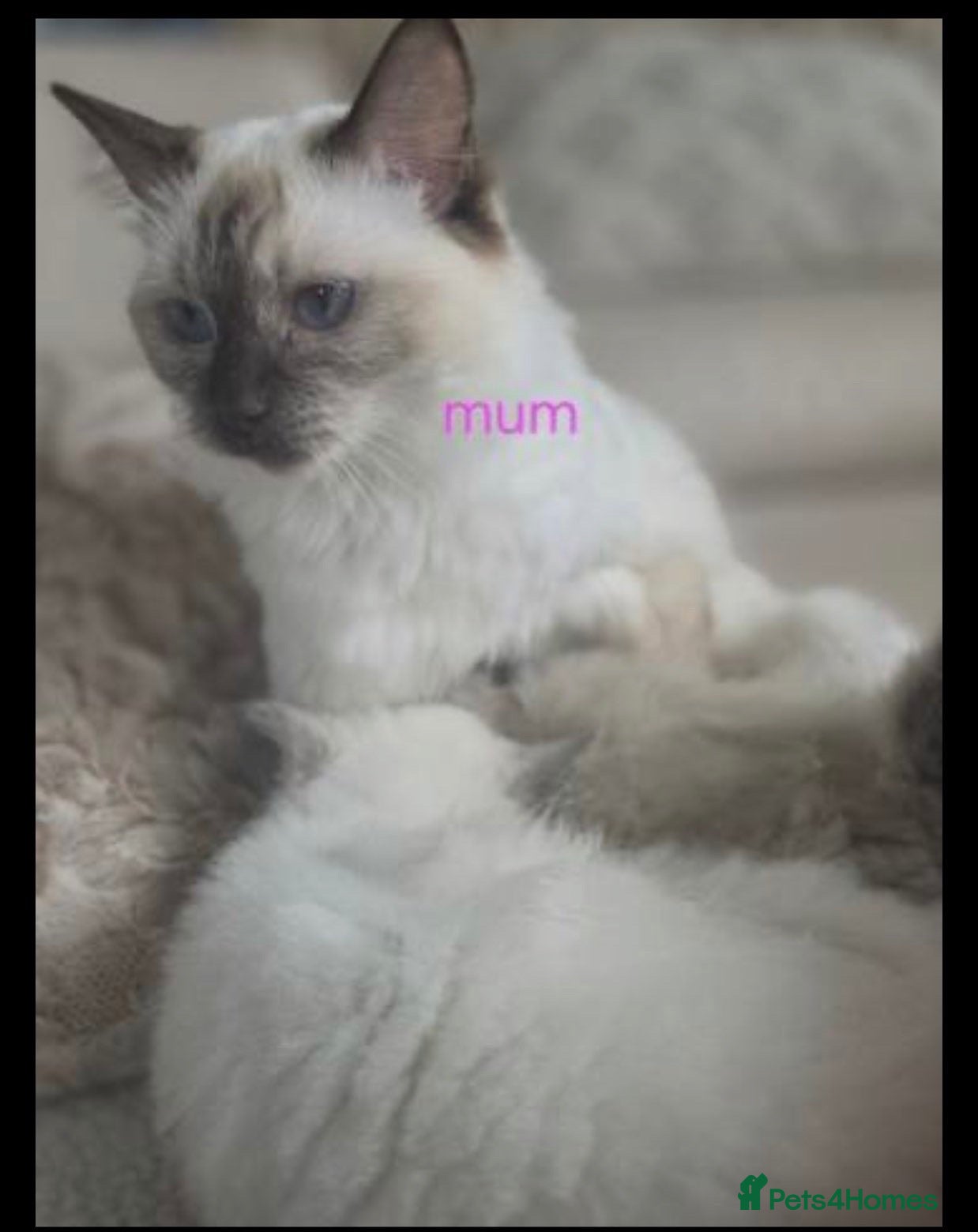 Ragdoll cats Ragdoll Kittens - Advert 1