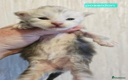 Maine Coon cats for sale: Maine Coon Kittens Smokes Large Russian Lines - Image 21