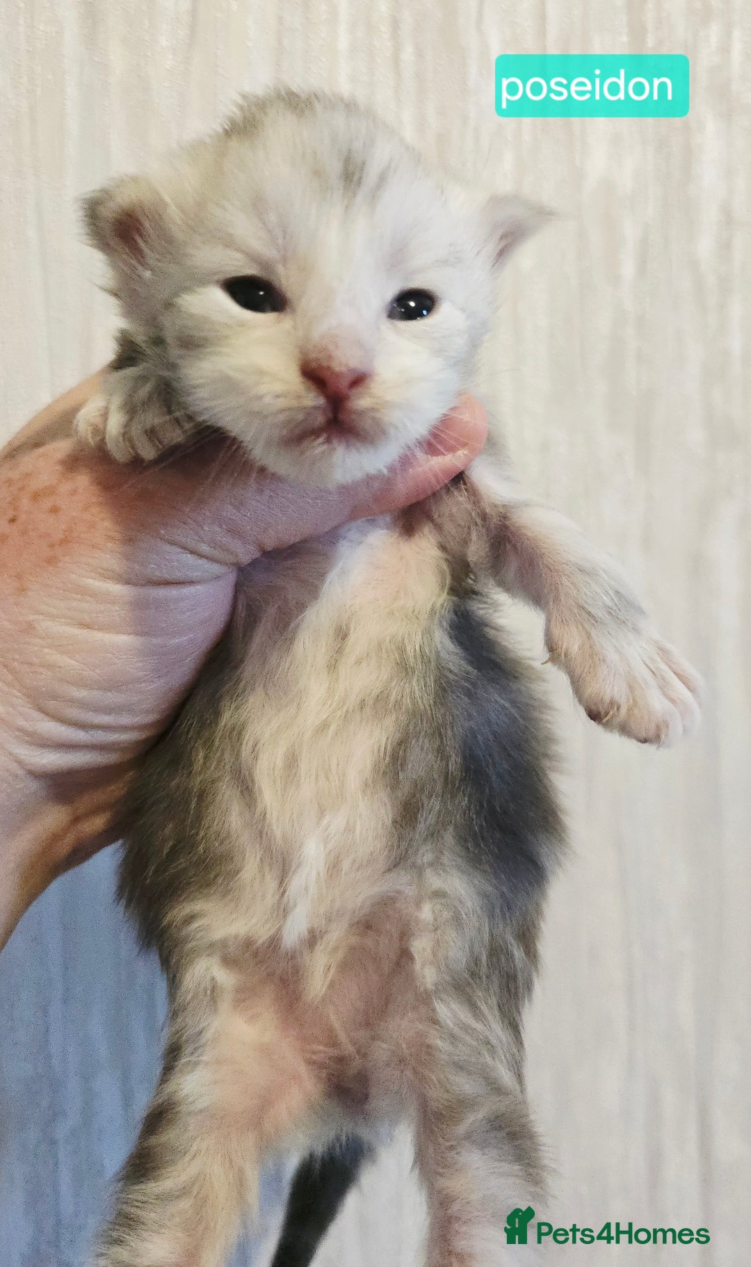 Maine Coon cats for sale: Maine Coon Kittens Smokes Large Russian Lines - Image 21