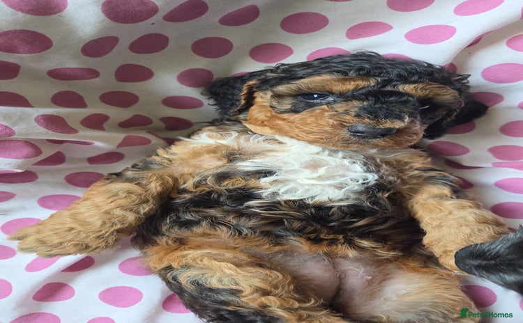 Cockapoo dogs - Advert 3